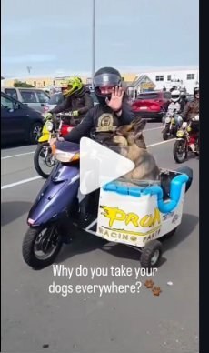 Bear's custom-built scooter sidecar